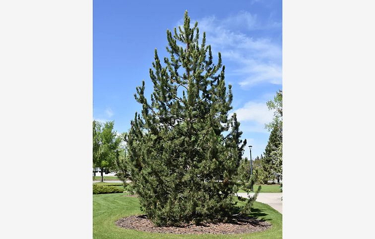 Borovica pyrenejská 30-40cm, kont. 3 l