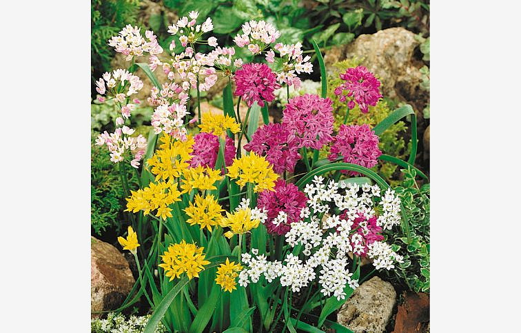 Okrasný cesnak Small Flowering Mixed 5 ks v kont. 0,5 l