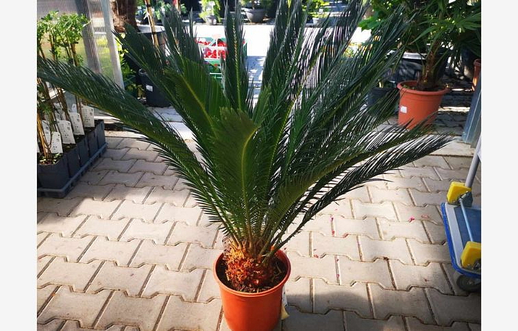 Cykas revoluta 70-80 cm, kont. p24