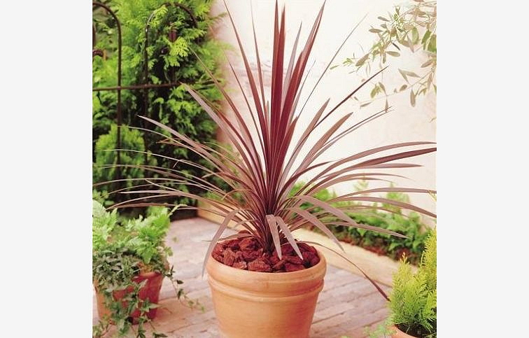 Austrálska palma Red Star 30-50cm, kont. p13