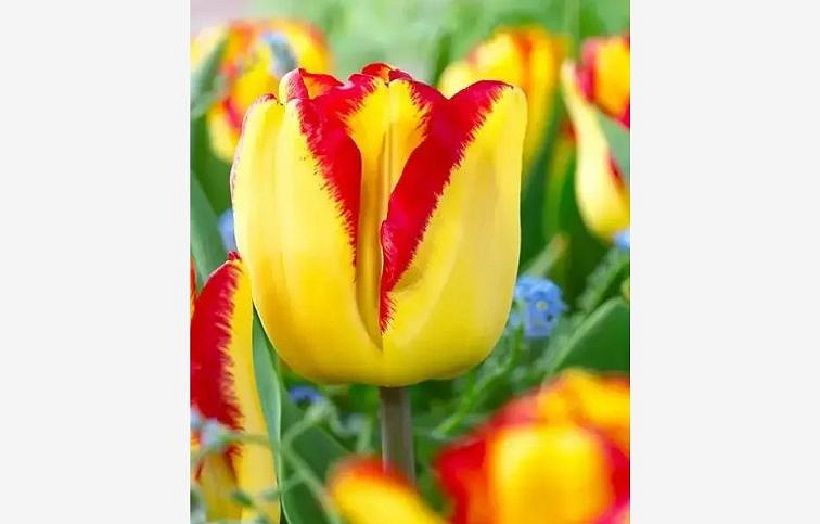 Tulipán Cape Town 3 ks v kont. 0,5 l