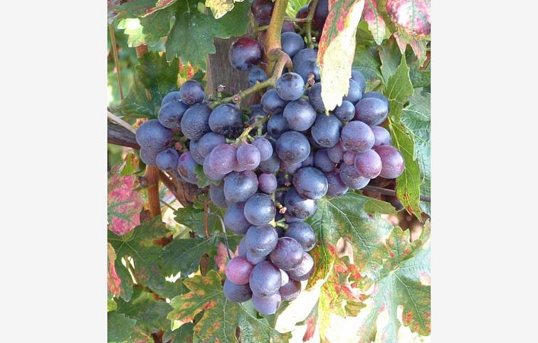 Vinič stolový bezsemenný Kišmiš Moldavský, 80-100 cm, vyviazaný, kont. 2 l