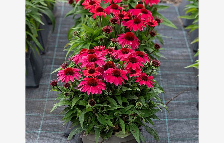 Echinacea purpurová SunMagic Vintage Red, kont. 1 l