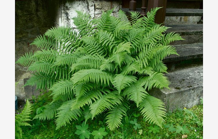 Papraď hrdzavá - Dryopteris affinis, kont. p17