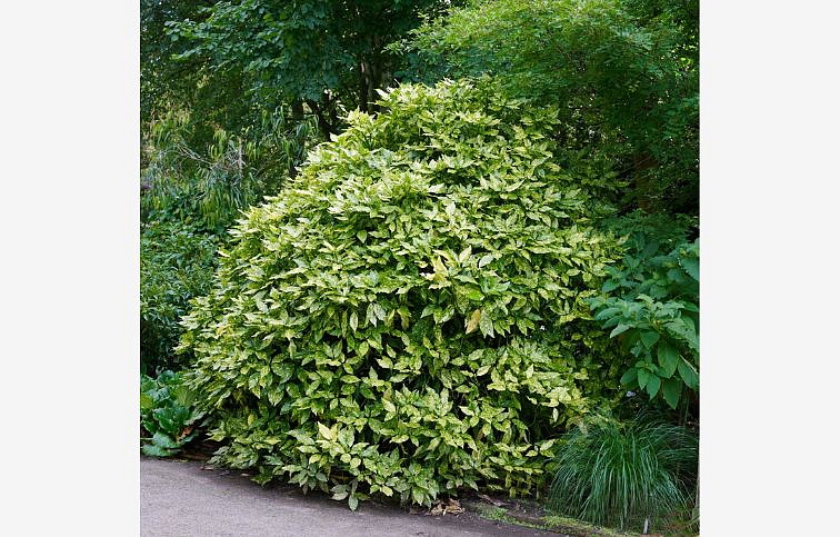 Aukuba japonská Crotonaefolia 70-80 cm, kont. 10 l