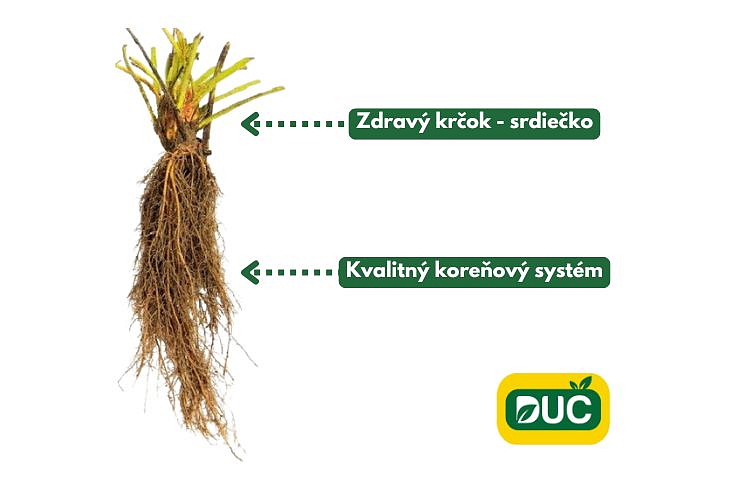 Frigo sadenice jahôd