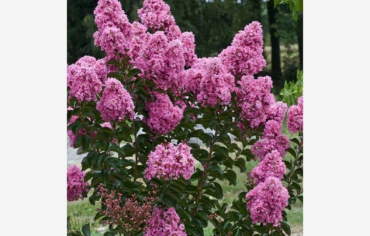 Myrta krepová ROSEA GRASSI na 80-100cm kmienku, výška 130-170 cm, kont. 10 l