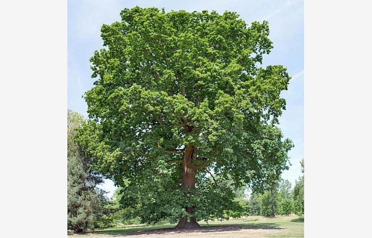 Dub letný na kmienku, výška 280-380 cm, obvod kmeňa 6-8cm, kont. 15 l