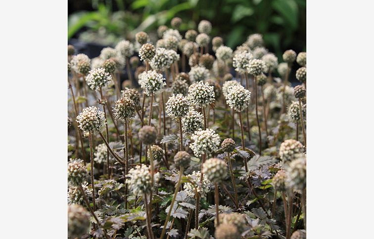 Acéna drobnolistá Kupferteppich - Acaena, kont. 0,5 l