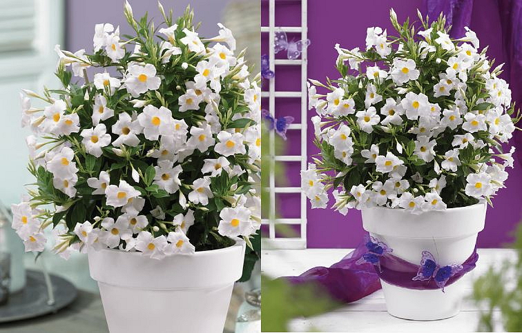 Mandevila Sundaville Grand White - Dipladenia, kont. 0,7 l