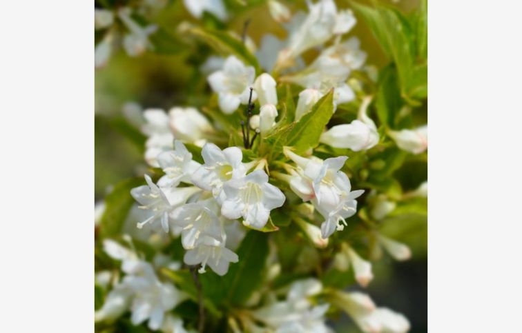 Vajgela Bristol Snowflake 20-40cm - Weigela kont. 3 l