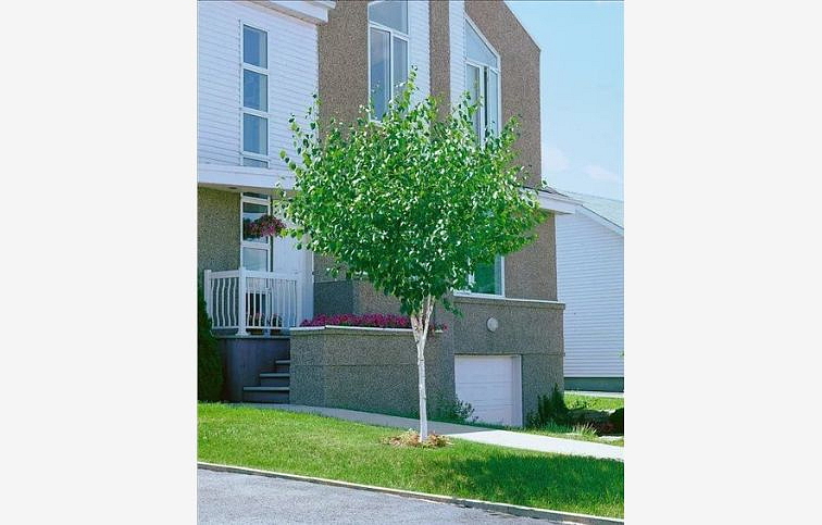 Breza previsnutá MAGICAL GLOBE na 120-140cm kmeni, v. 180-220cm, obv. kmeňa 8-10cm, C20l