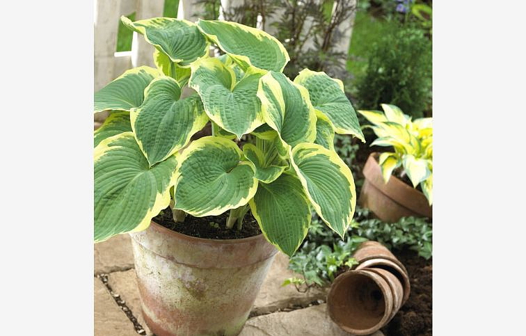 Hosta American Halo - Funkia, kont. 1 l