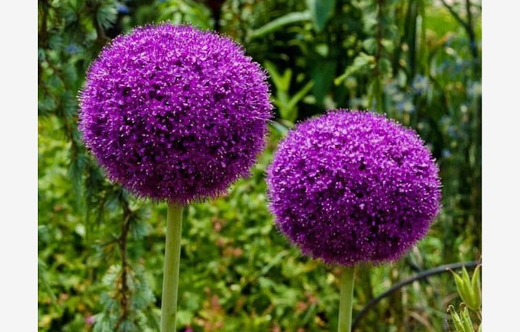 Okrasný cesnak Gladiator 1 ks v kont. 0,5 l