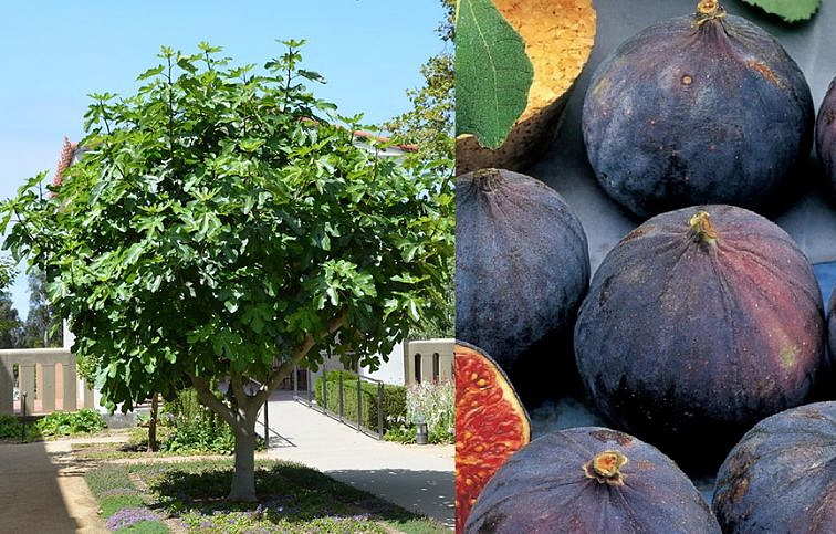 Figovník Brogiotto Nero na cca 70-90cm kmienku, v. 150-200cm, obv. km. 6-8cm, kont. 15 l