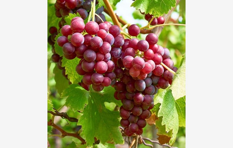 Vinič Vanessa bezsemenný, balený koreň