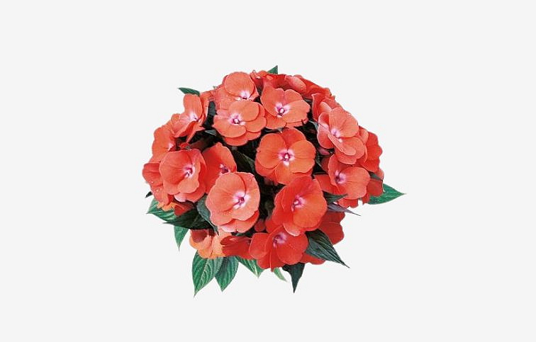 Netýkavka Nová Guinea Amoya - Impatiens, kont. 0,7 l