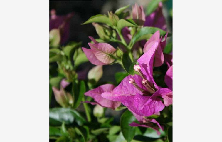 Bougainvillea Alexandra na kmienku, výška 40-60cm v terakote, kont. p17