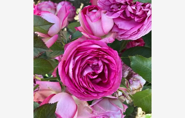 Ruža popínavá Pierre De Ronsard Rosa 140-200 cm - Meilland, kont. 5 l