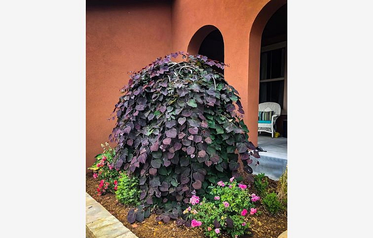 Judášovec kanadský Ruby Falls na kmienku, výška 240-280cm, obvod kmeňa 6-8cm, kont. 18 l