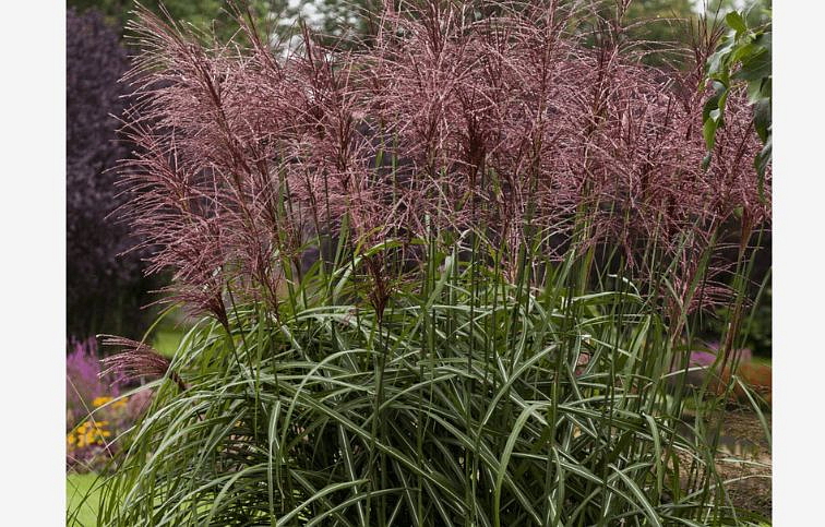 Ozdobnica čínska Malepartus - Miscanthus sinensis, kont. 1 l