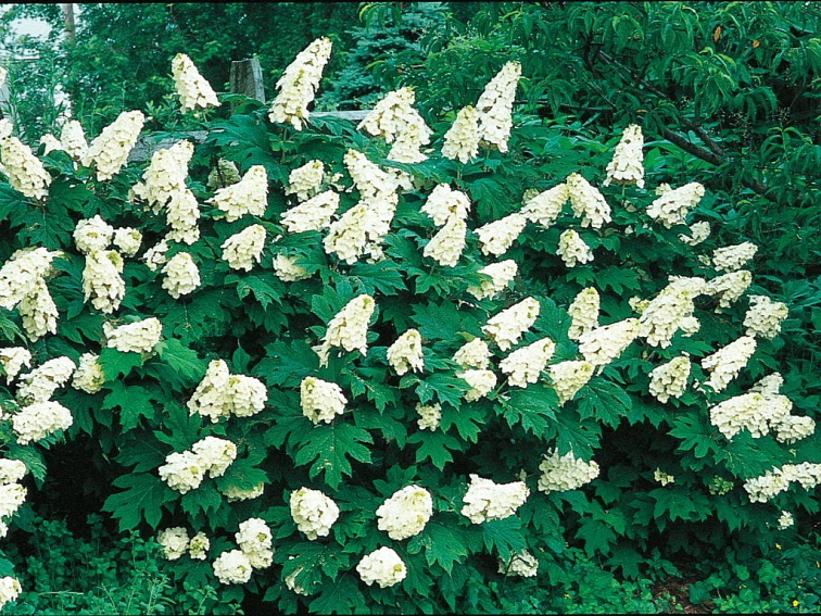 Hortenzia dubolistá Snow Queen 30-40 cm, kont. C2