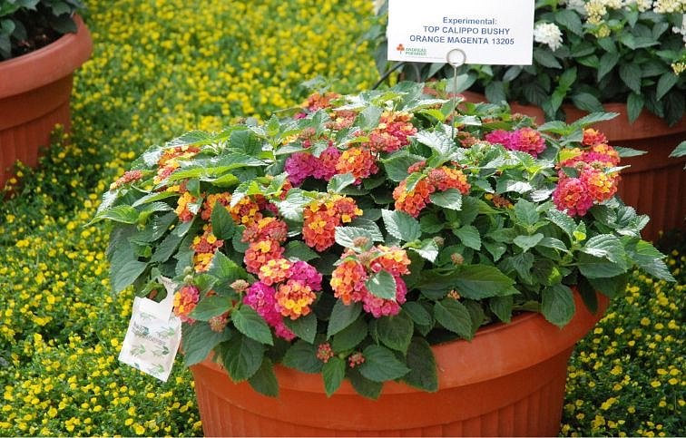 Lantana Calippo Bushy Orange Magenta, kont. 0,7 l