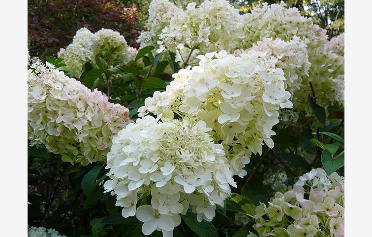 Hortenzia metlinatá Silver Dollar 20-40cm - Hydrangea paniculata kont. 2 l