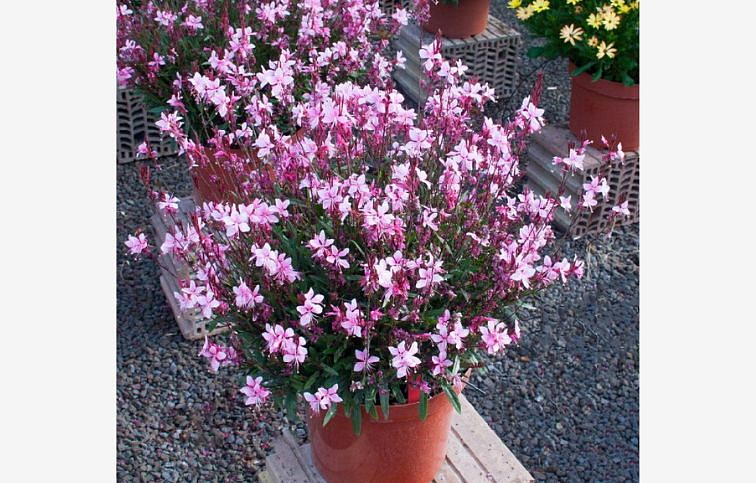 Gaura lindheimerova Pink Candle, kont. 0,5 l