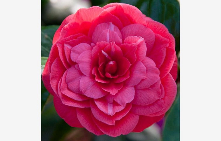 Kamélia japonská Principessa Baciocchi 50-60 cm, kont. p15