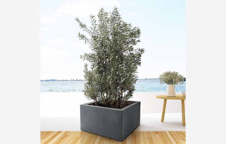 Olivovník európsky krík cca 20 cm, kont. p12