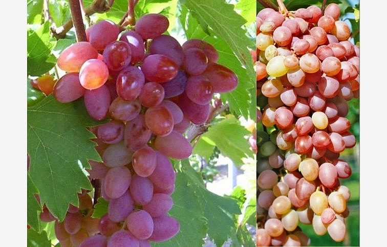 Vinič stolový bezsemenný Jupiter, balený koreň