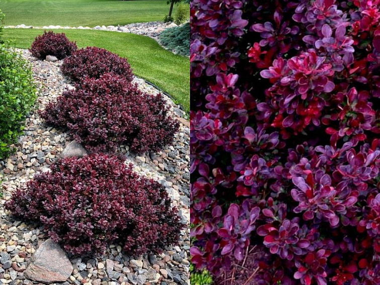 Dráč Thunbergov Concorde 20-30 cm, kont. 2 l