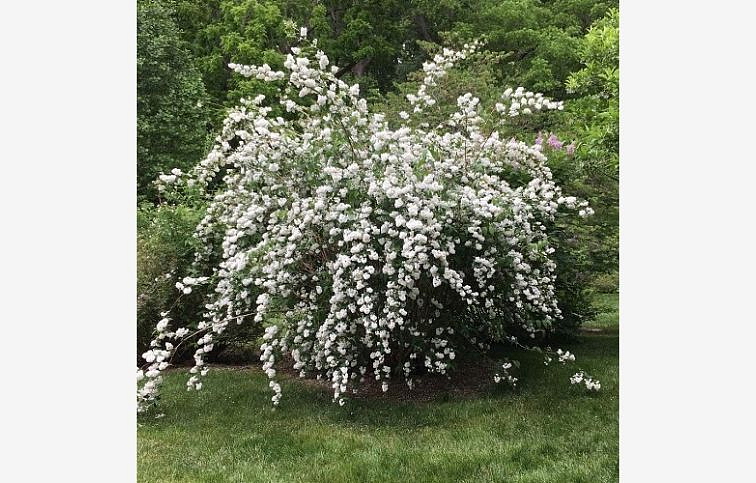Trojpuk veľkolepý 40-60cm - Deutzia magnifica kont. 2 l