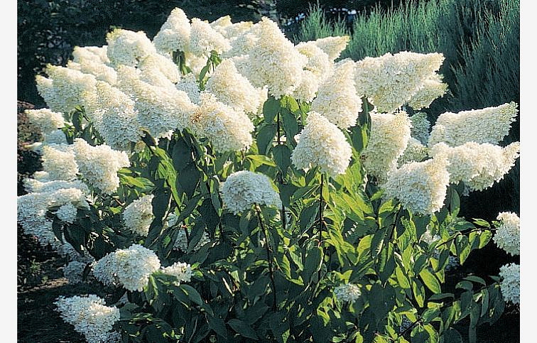Hortenzia metlinatá Grandiflora 25-35 cm, kont. C2