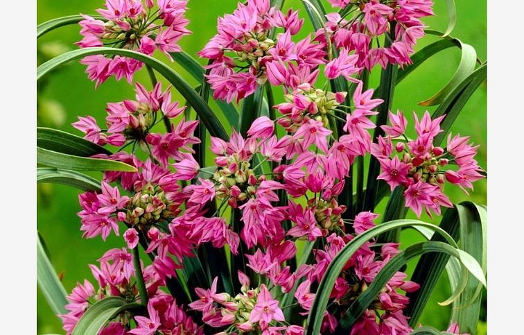 Okrasný cesnak Oreophilum 3 ks v kont. 0,5 l