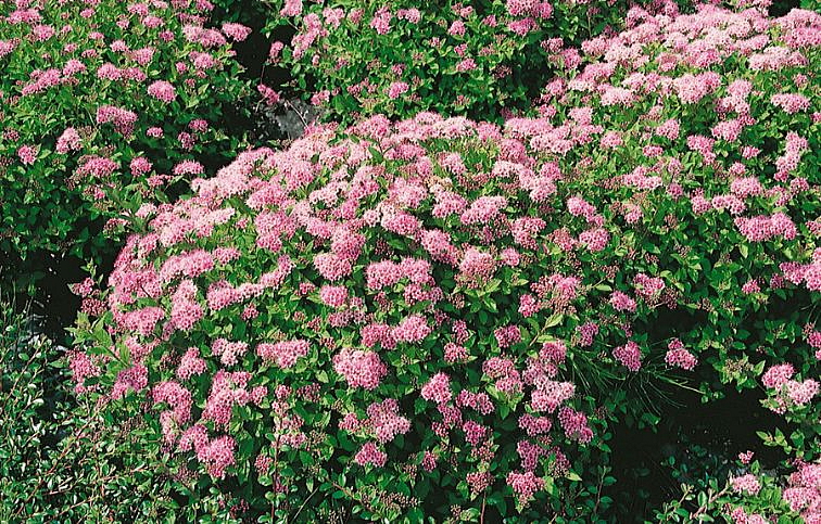 Tavoľník japonský Little Princess 10-20cm - Spiraea japonica kont. 2 l