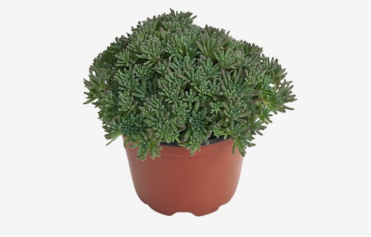 Rozchodník Rubens Lizard - Sedum, kont. 0,5 l