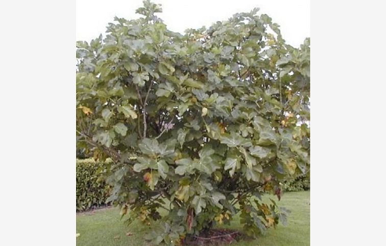 Figovník 'Noire de Caromb'