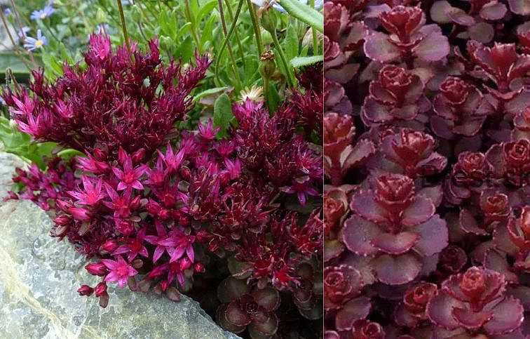 Rozchodník pochybný Voodoo - Sedum spurium, kont. 0,5 l