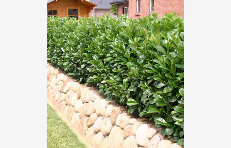 Vavrínovec lekársky Etna 30-50 cm - Prunus laurocerasus, kont. p17