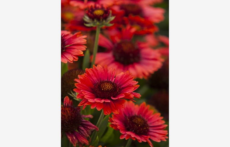 Kokarda osinatá SpinTop Red - Gaillardia, kont. 1 l