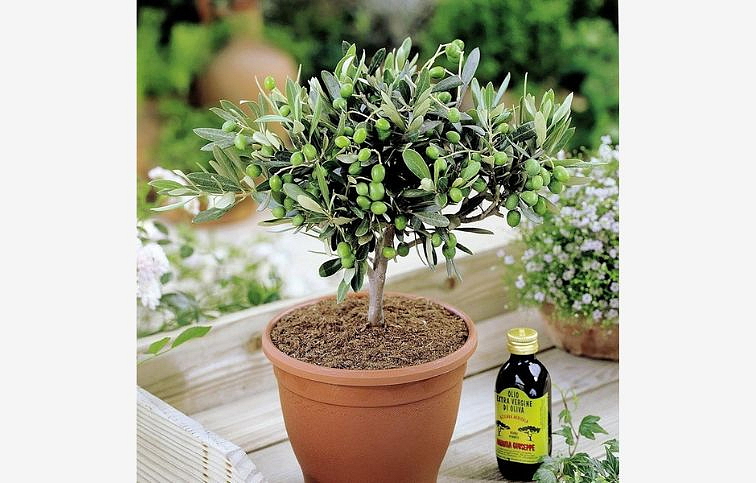 Olivovník európsky na mini kmienku, výška 20-30 cm, kont. p12