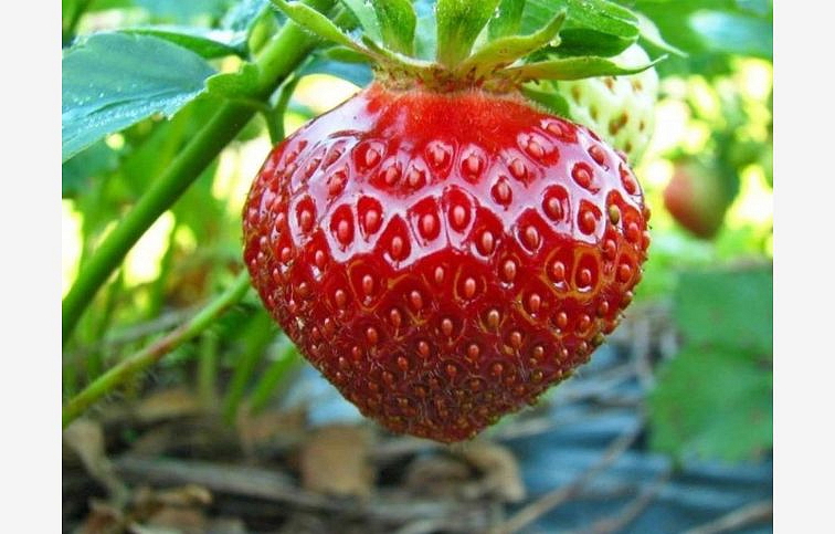 Jahoda Polka, multiplato 10 ks