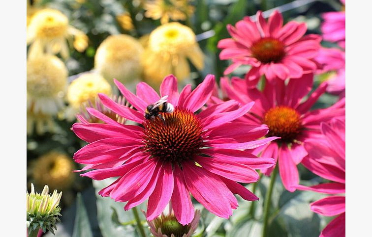 Echinacea purpurová Sweet Meadow Mama, kont. 1 l
