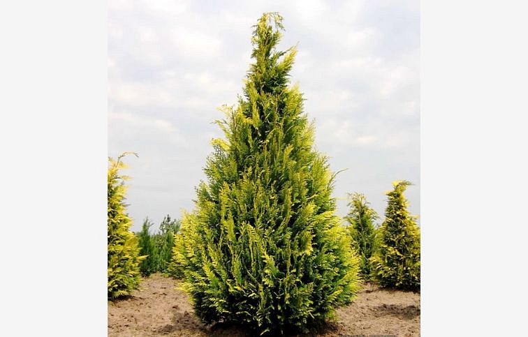 Cypruštek lawsonov Ivonne 20-30cm - Chamaecyparis, kont. 2 l