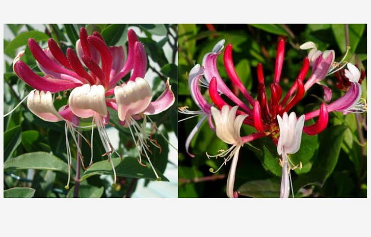 Zemolez japonský Red World 50-60 cm, kont. p15