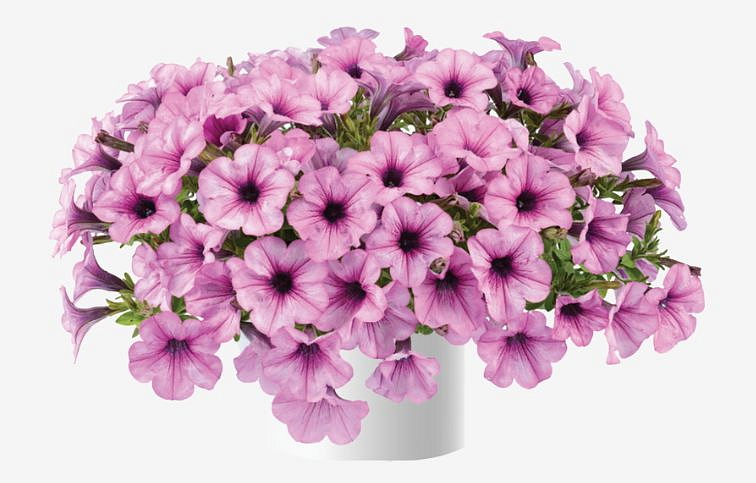 Petúnia Capella Pink Lace, kont. 0,5 l