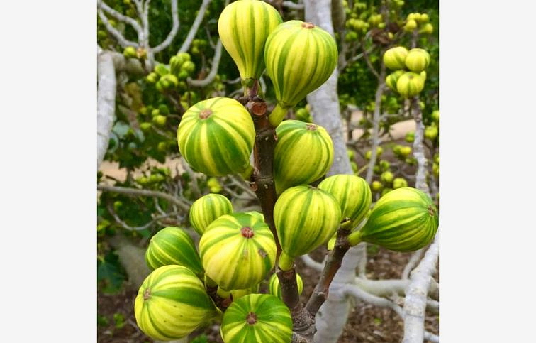 Figovník 'Noire de Caromb'