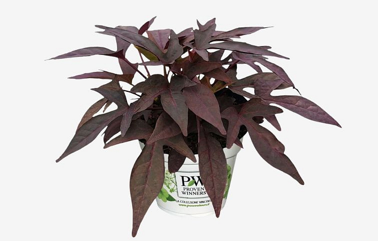 Povojník batatový Sweet Tato Purple - Ipomea, kont. 0,5 l